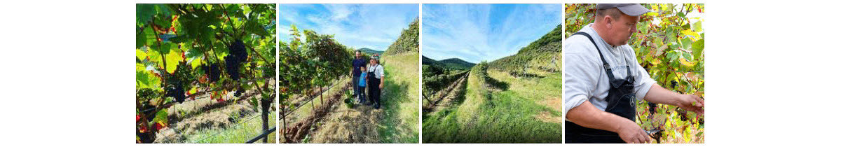 Bild - Traubenlese | &copy; Weingut Scholler